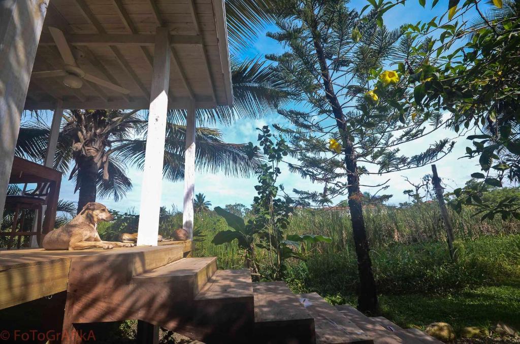 ホテルCabarete Surf Camp エクステリア 写真